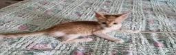 Meticcio gatti in regalo: Gattini adorabili a Provincia di Crotone - Annuncio 5