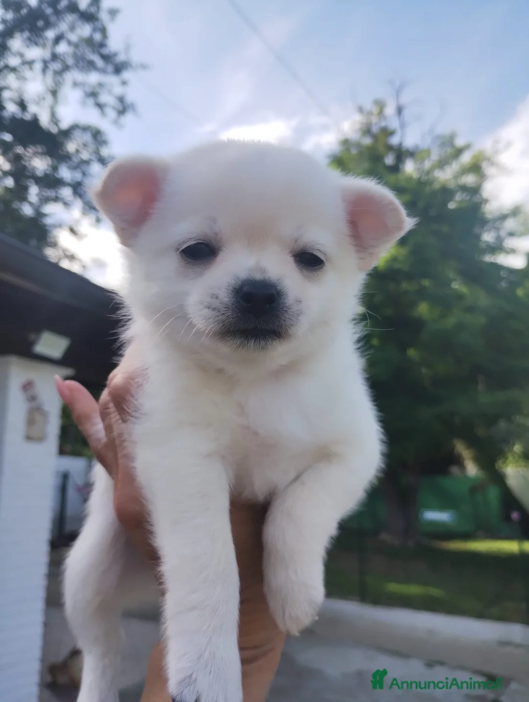 Chihuahua cani in vendita: Chihuahua maschietto  - Annuncio 2