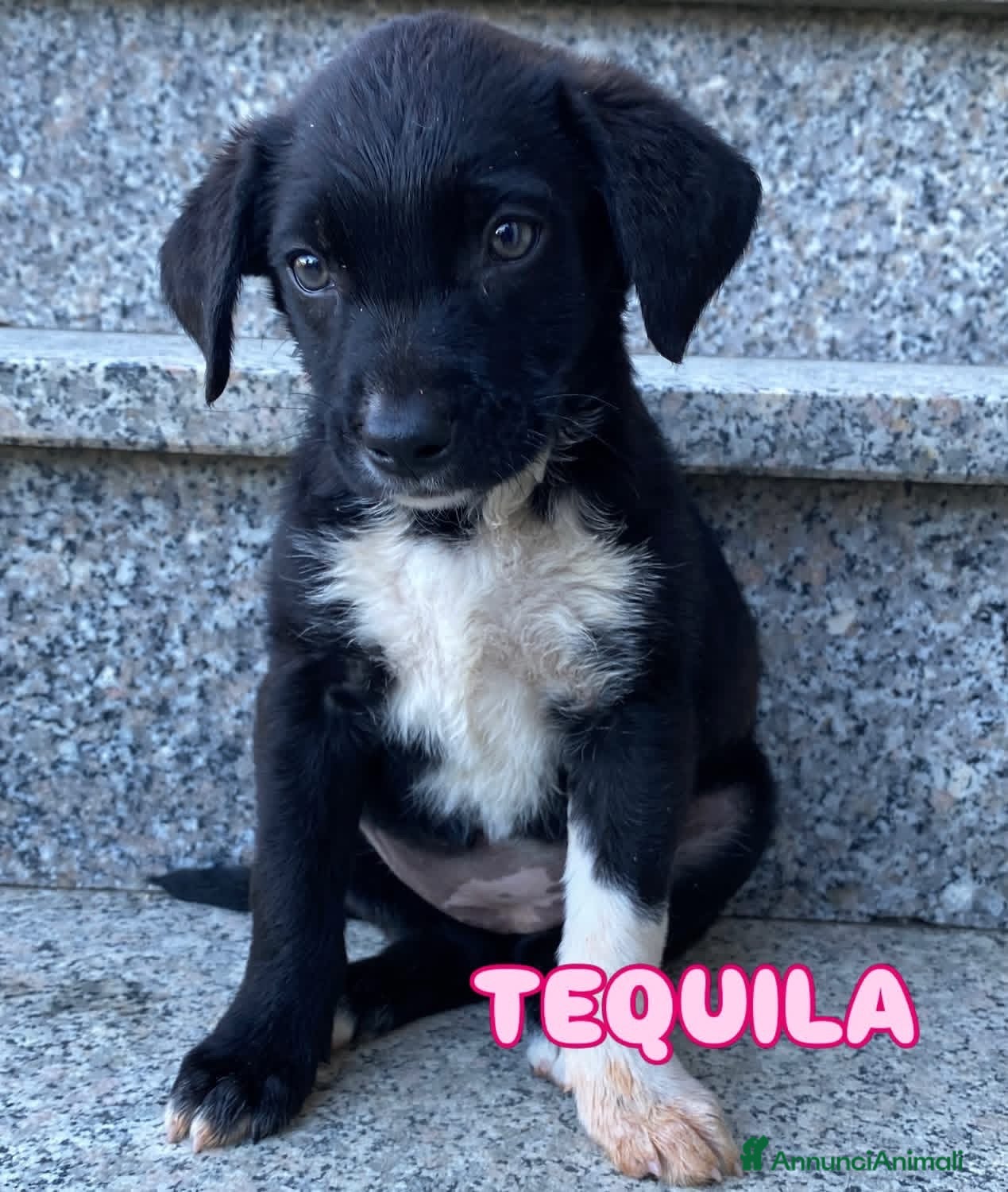 Meticcio cani Cucciola taglia media 3 mesi - Annuncio 9