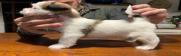 Jack Russell cani in vendita: Maschi Disponibili per la prenotazione  - Annuncio 7