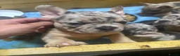 Bulldog Francese cani in vendita: Bulldog francese esotico - Annuncio 5