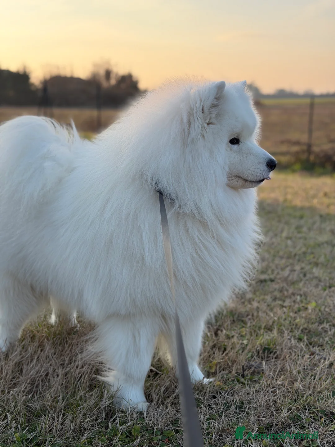 Samoiedo cani per accoppiamento: Maschio di Samoiedo  - Annuncio 5