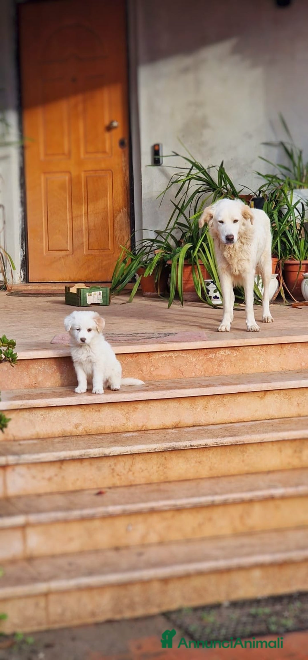 Meticcio cani in regalo: RAYAN 💙-cucciolo di pastore.Non lasciamolo in box - Annuncio 3
