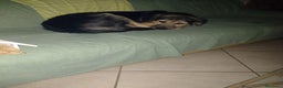 Meticcio cani in regalo: Splendido Simil Pastore (Catania) - Annuncio 12