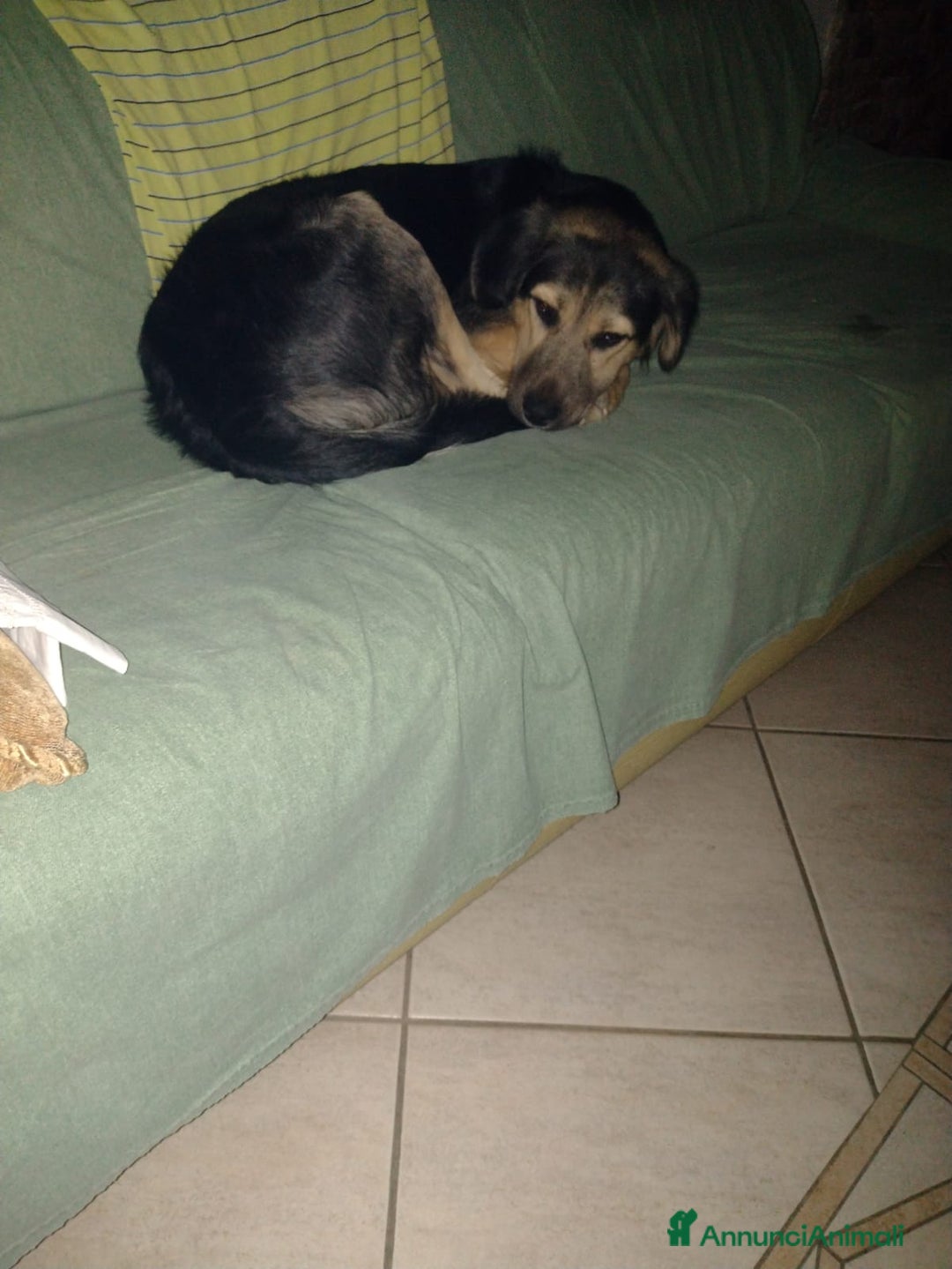 Meticcio cani in regalo: Splendido Simil Pastore (Catania) - Annuncio 12
