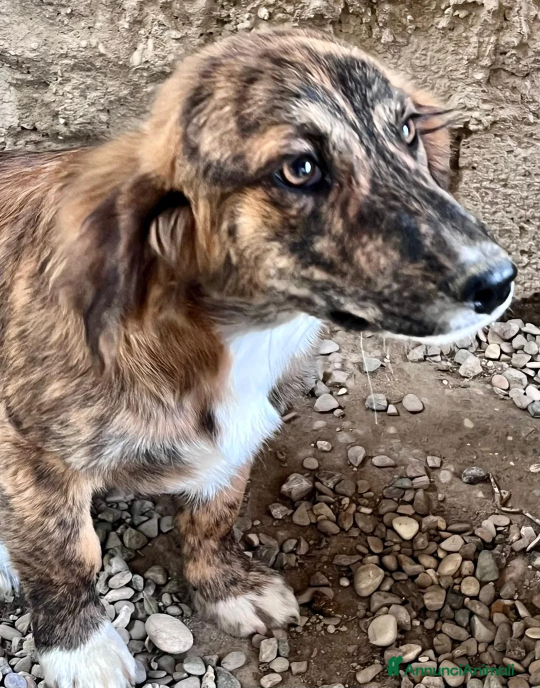 Meticcio cani in regalo: Cucciola 3 mesi - Annuncio 2