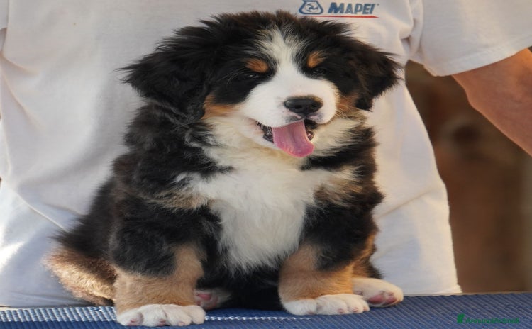 Bovaro del Bernese cani a Città Metropolitana di Torino - Annuncio 5