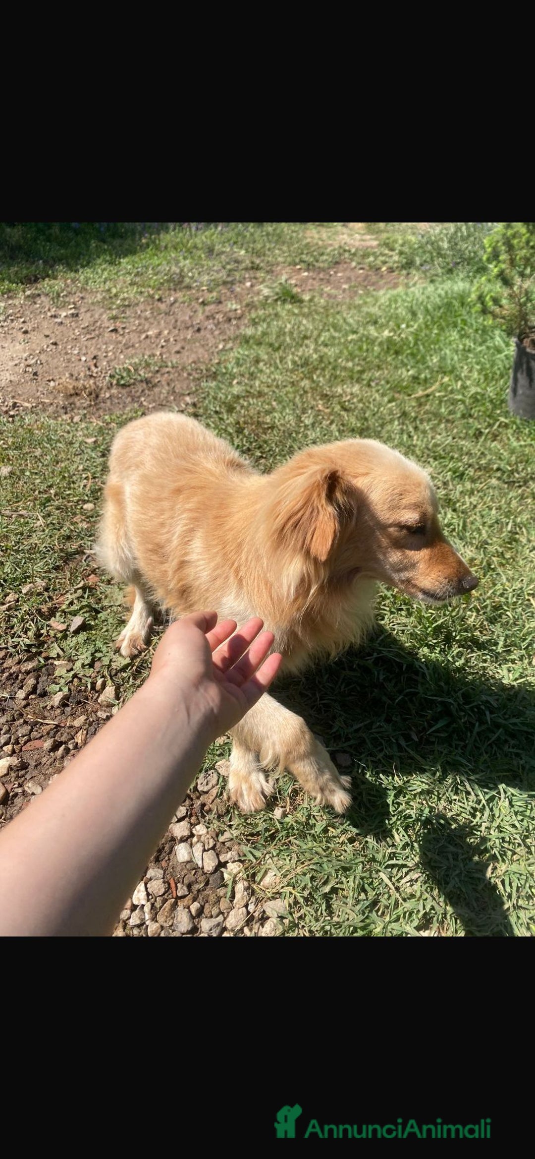 Meticcio cani in regalo: 3anni mMirto mix volpino 7/8kg SOS CASA SARDEGNA - Annuncio 4