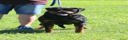 Rottweiler cani in vendita: Cuccioli di Rottwelier taglia grande  - Annuncio 10