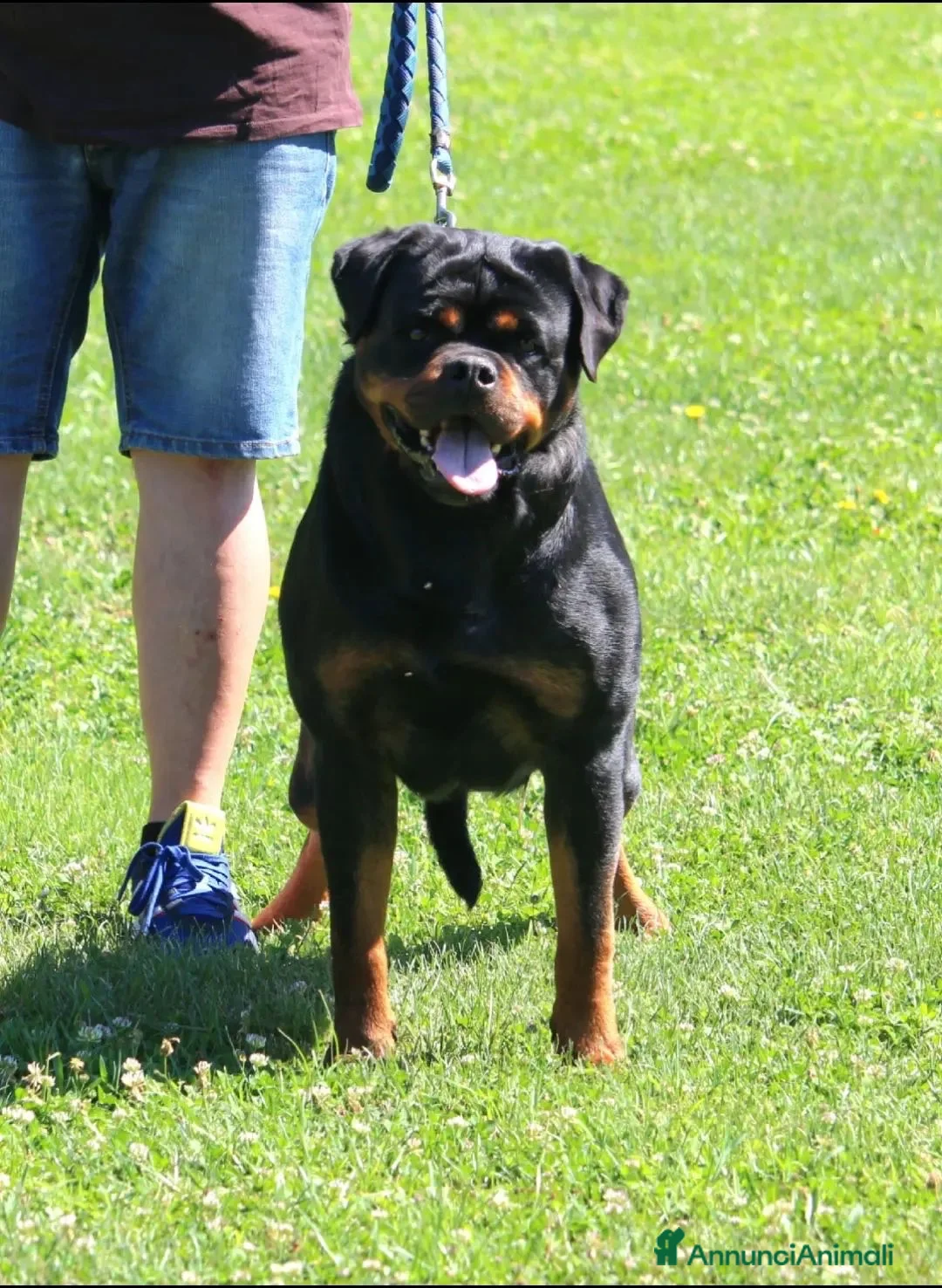 Rottweiler cani in vendita: Cuccioli di Rottwelier taglia grande  - Annuncio 10