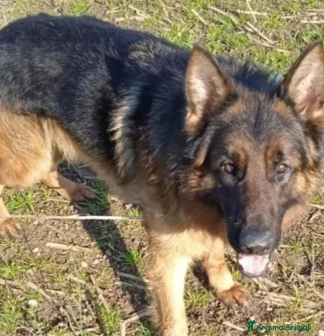 Pastore Tedesco cani in regalo: cuccioli  - Annuncio 4