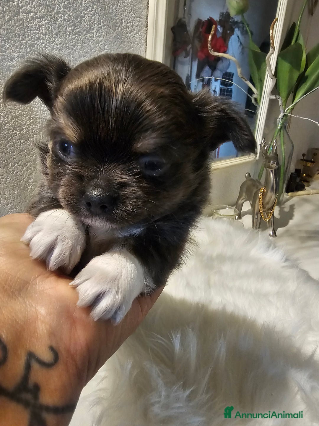 Chihuahua cani in vendita: Chihuahua pelo lungo  - Annuncio 8