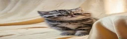 Exotic Shorthair gatti in vendita: In cerca di coccole - Annuncio 6