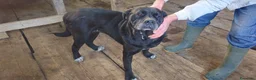 Meticcio cani in regalo: AURELIA - Annuncio 1