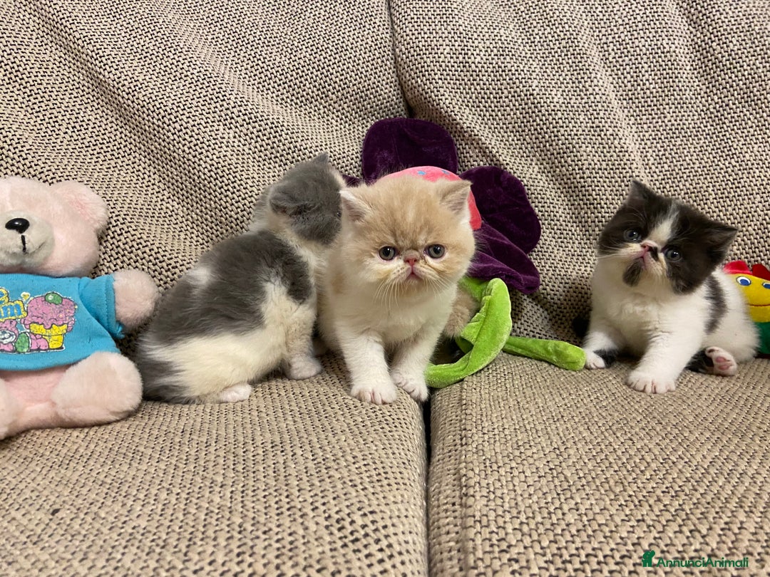Exotic Shorthair gatti in vendita: Gattini exotic e persiani con pedigree a Provincia di Cuneo - Immagine 8
