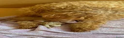 Barboncino cani in vendita: Barboncini toy - Annuncio 3