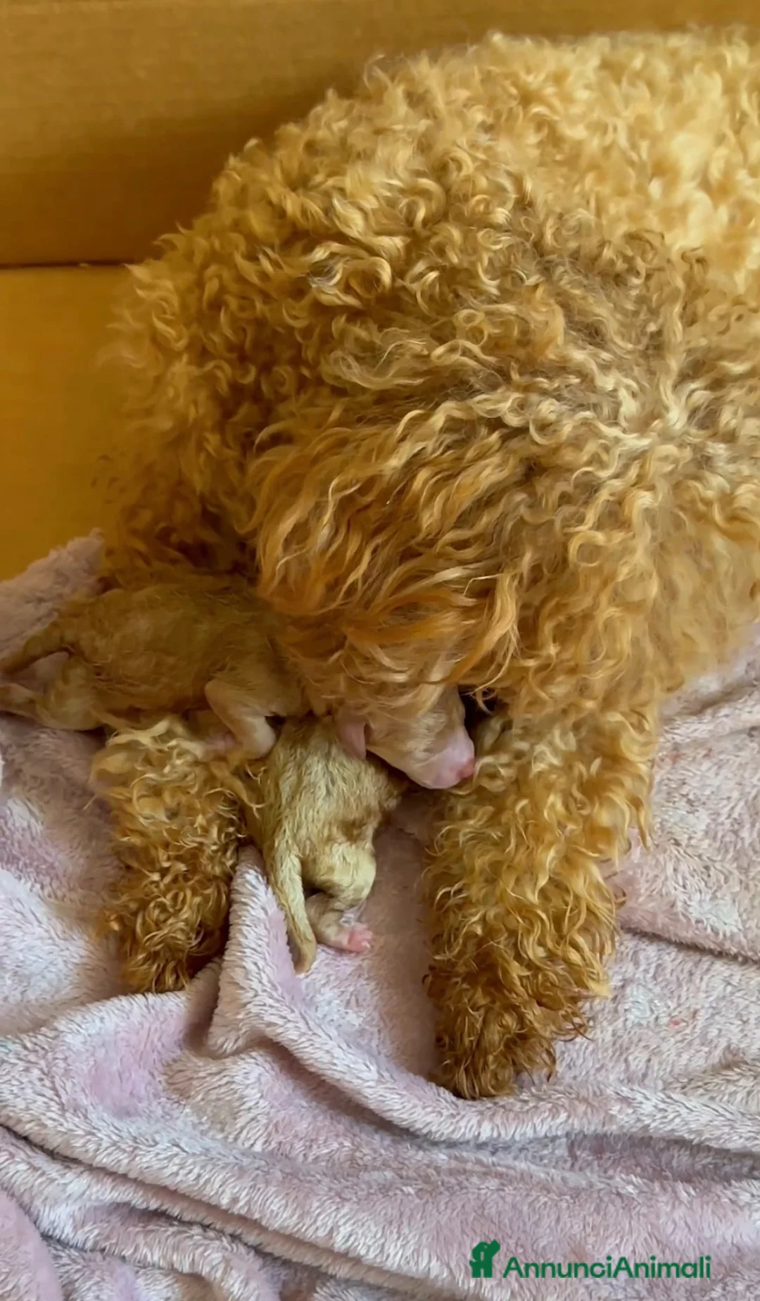 Barboncino cani in vendita: Barboncini toy - Annuncio 3