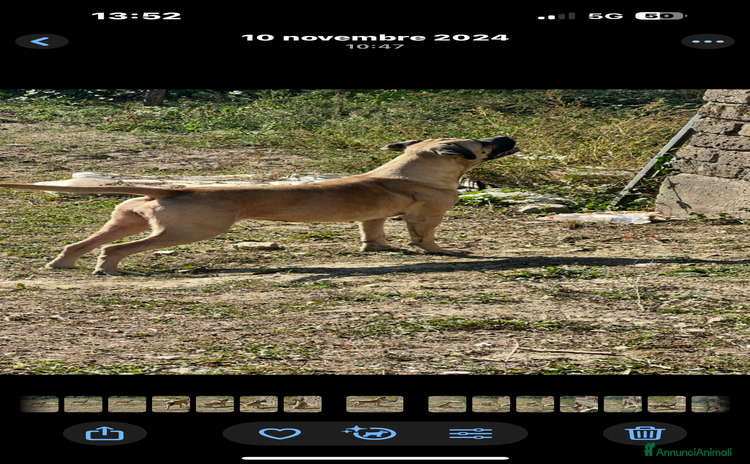 Cane Corso cani - Annuncio 6