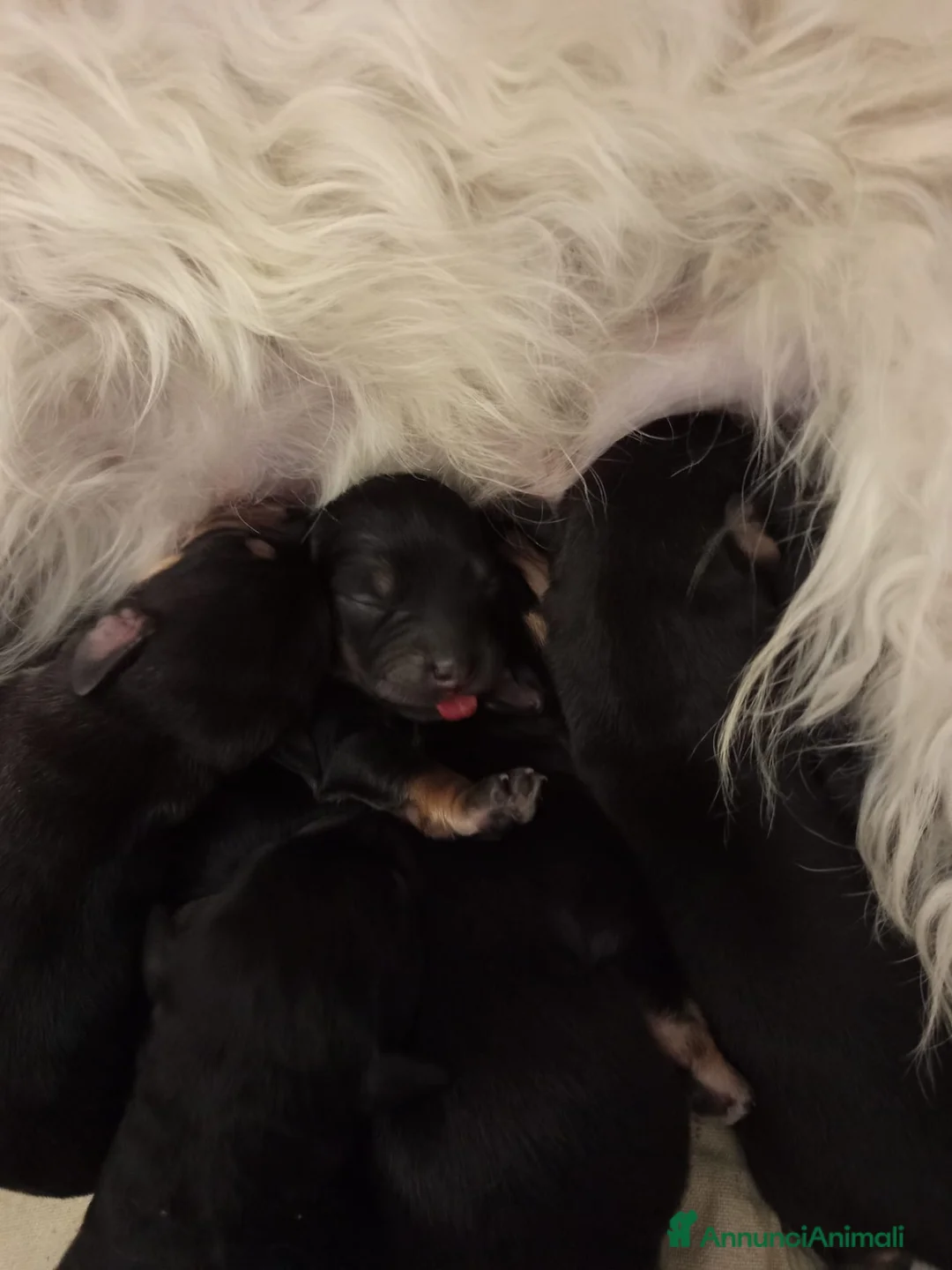 Meticcio cani in vendita: Cuccioli meticci taglia piccola. - Annuncio 5