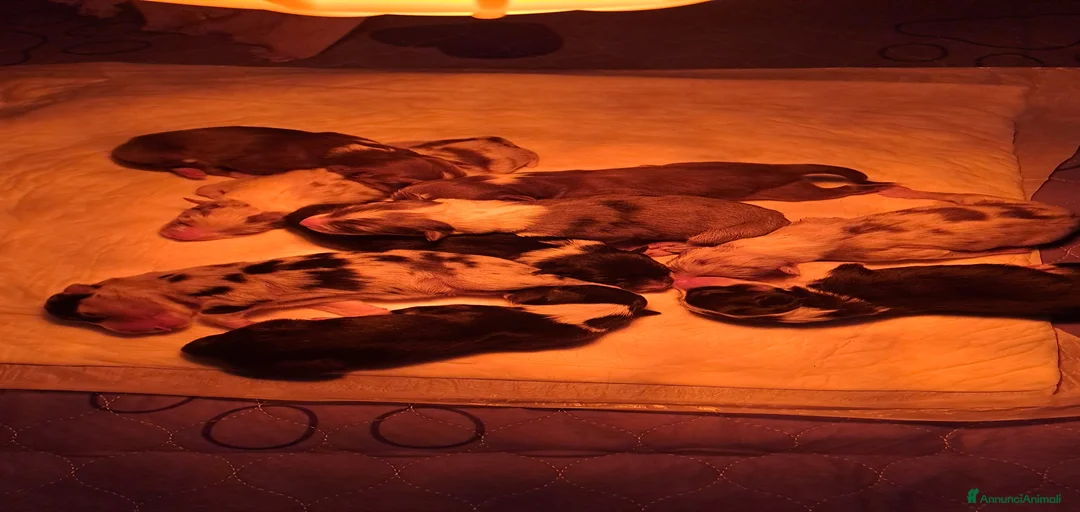 Immagine della galleria {{count}}