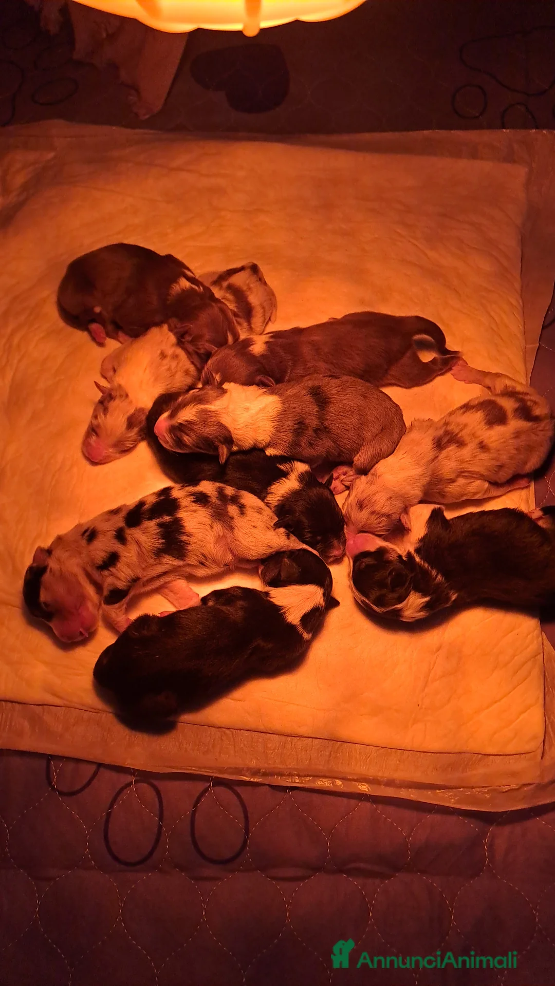 Immagine della galleria {{count}}