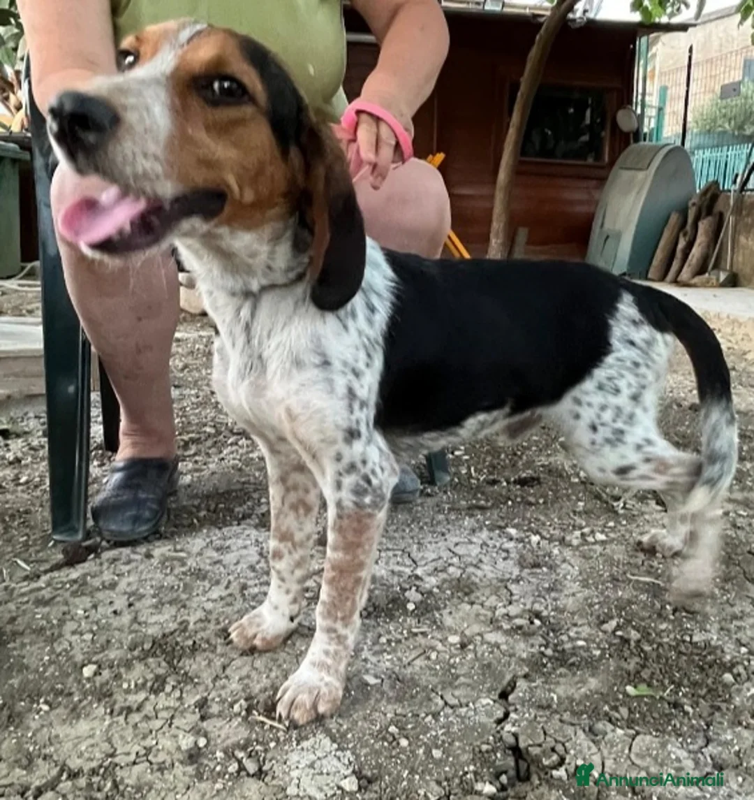 Meticcio cani in regalo: Ulisse mix Beagle 2anni kg12 SOS SICILIA - Annuncio 5