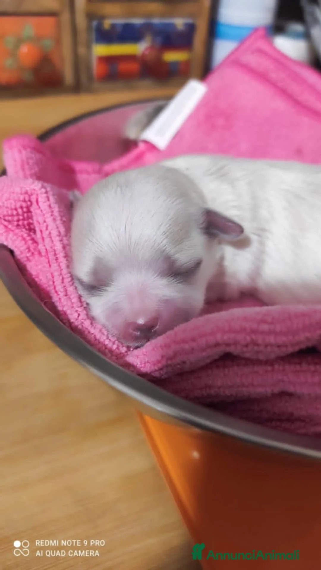 Immagine della galleria {{count}}