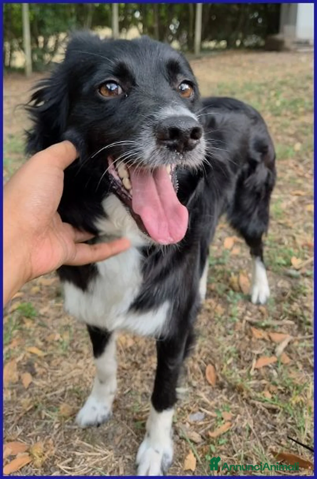 Meticcio cani in regalo: DIETA vivace e socievole a Provincia di Reggio Emilia - Annuncio 2