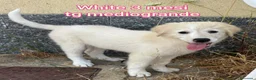Meticcio cani in regalo: CUCCIOLI BISOGNOSI: URGENTI ADOZIONI  a Città Metropolitana di Torino - Annuncio 13