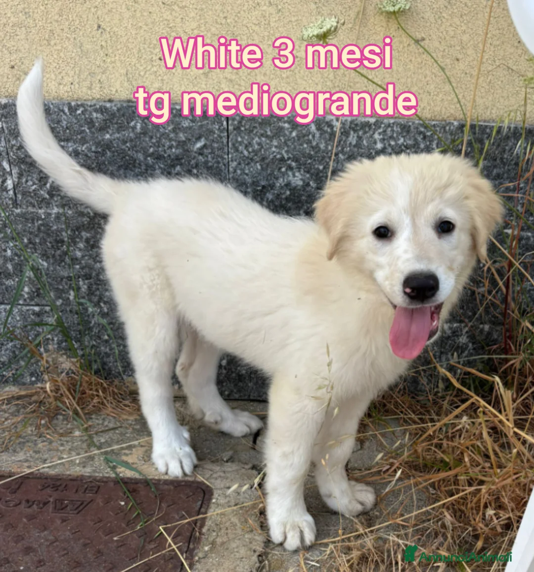 Meticcio cani in regalo: CUCCIOLI BISOGNOSI: URGENTI ADOZIONI  a Città Metropolitana di Torino - Annuncio 13
