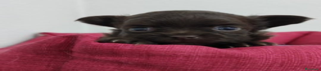 Chihuahua Cucciolo 4