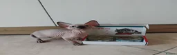 Sphynx gatti in vendita: Cuccioli di sphynx  - Annuncio 4