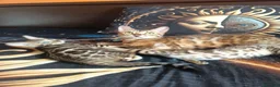 Bengala gatti in vendita: la meraviglia di Selected Breed 🥰 - Annuncio 7