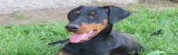 Dobermann cani in vendita: Dobermann cucciola - Annuncio 1