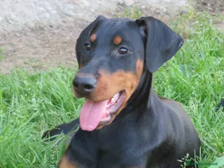 Dobermann cani Dobermann cucciola - Annuncio 4