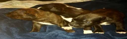 Staffordshire cani in vendita: STAFFORDSHIRE BULL TERRIER  - Annuncio 6