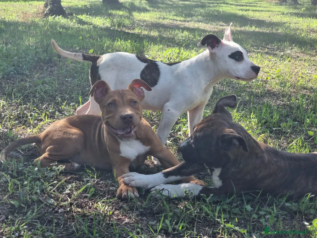 American Staffordshire cani in vendita: Cuccioli Amstaff Pedigree Bari Lecce Taranto a Città Metropolitana di Bari - Annuncio 5