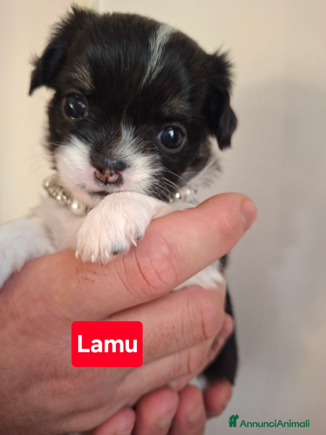 Chihuahua cani in vendita: Femmine chihuahua pelo lungo tg mini  - Annuncio 1