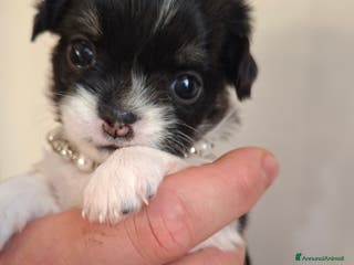 Chihuahua cani Femmine chihuahua pelo lungo tg mini - Annuncio 12