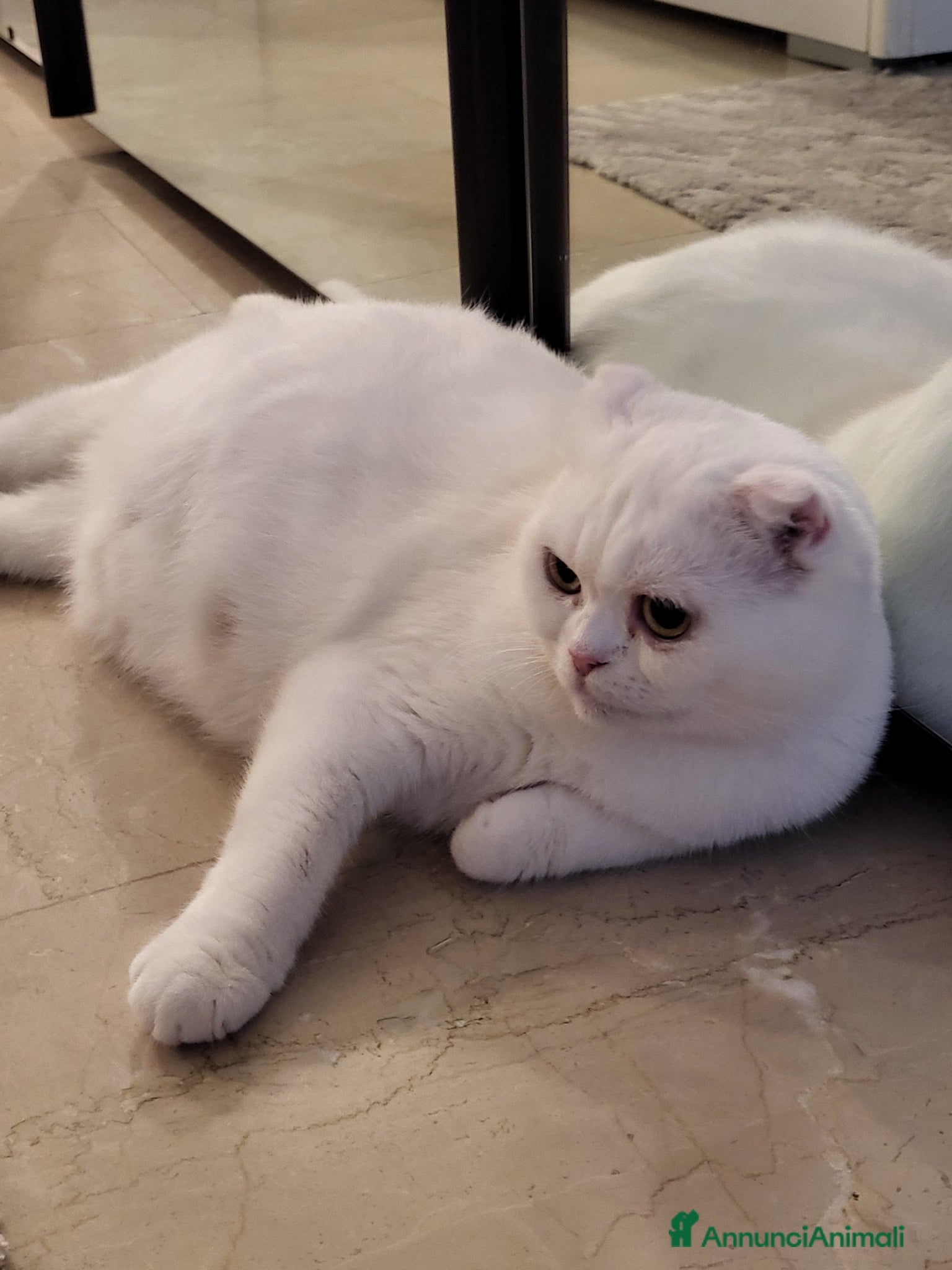 British gatti Gattini british - Annuncio 1