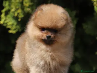 Volpino Pomerania cani Spitz Tedesco nano Pomerania - Annuncio 18