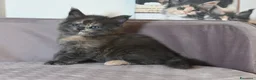 Maine Coon gatti in vendita: 🏆 Top Cuccioli MCO ❤️ - Annuncio 11