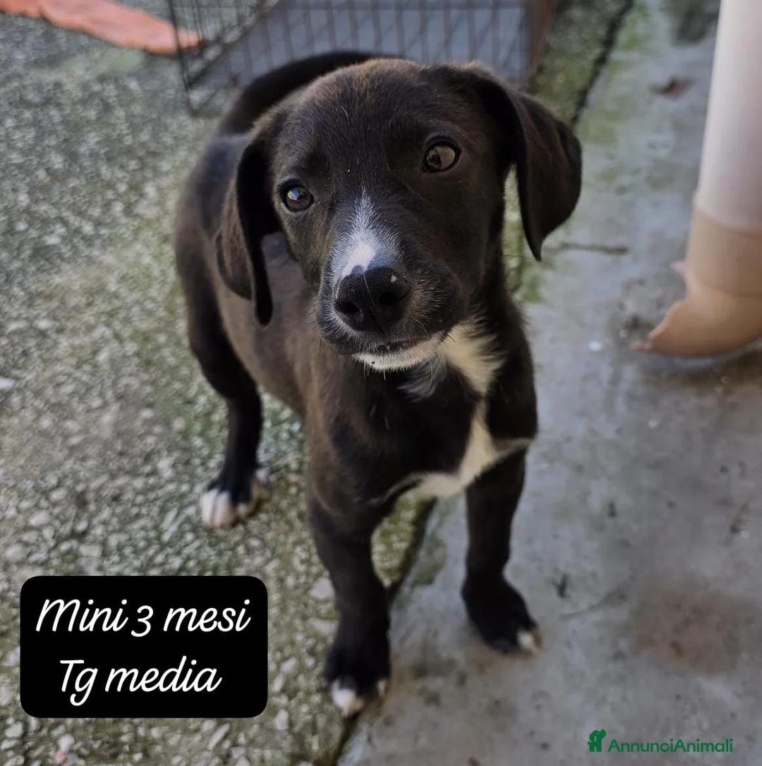 Meticcio cani in regalo: Adotta un cucciolo senza casa a Provincia di Pistoia - Annuncio 11