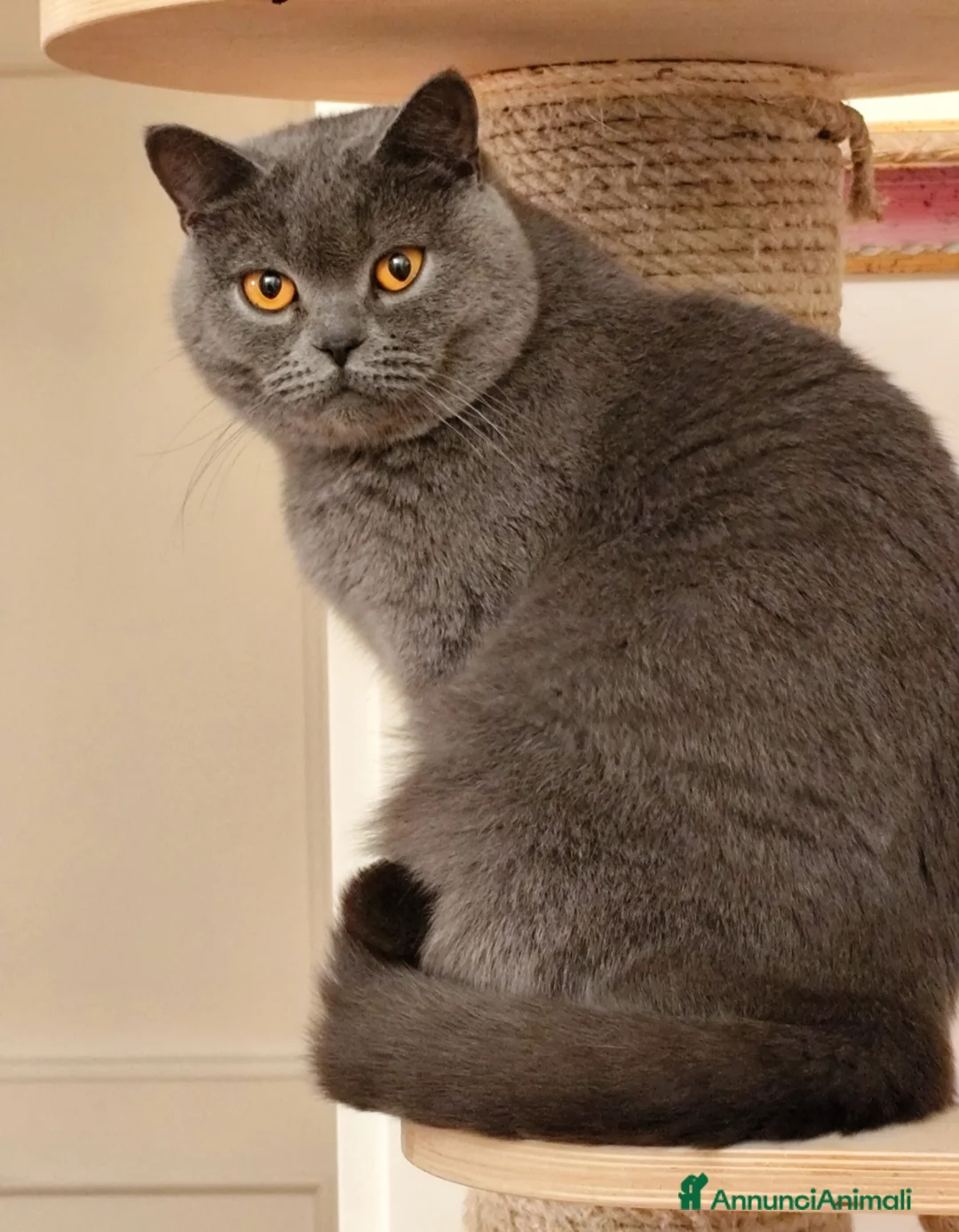 Scottish gatti in vendita: Gatta scottish stright  - Annuncio 3