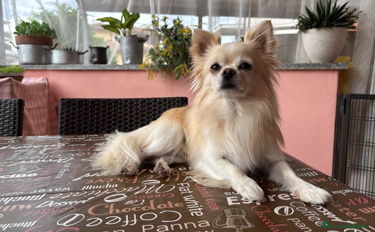 Chihuahua cani a Provincia di Pavia - Annuncio 11