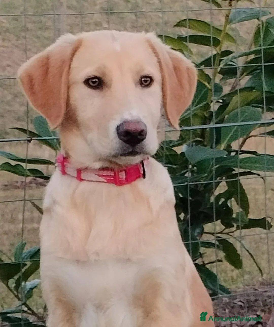 Meticcio cani in regalo: Danny meraviglioso cucciolo di 4 mesi e mezzo - Annuncio 4