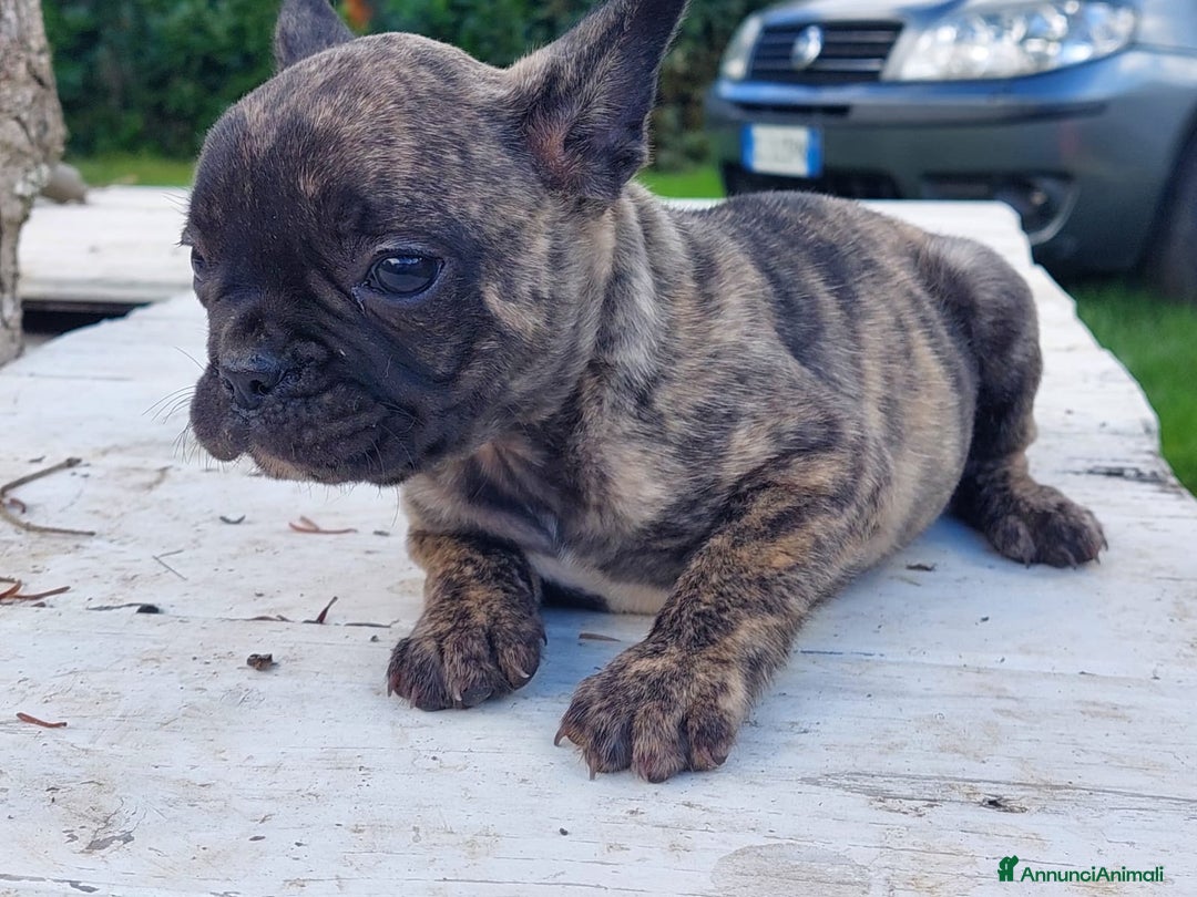 Bulldog Francese cani in vendita: Bulldog francese Bringee - Annuncio 3