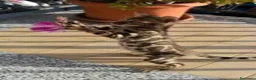 Bengala gatti in vendita: 3 femmine Bengala alta genealogia pedigree a Provincia di Chieti - Annuncio 4