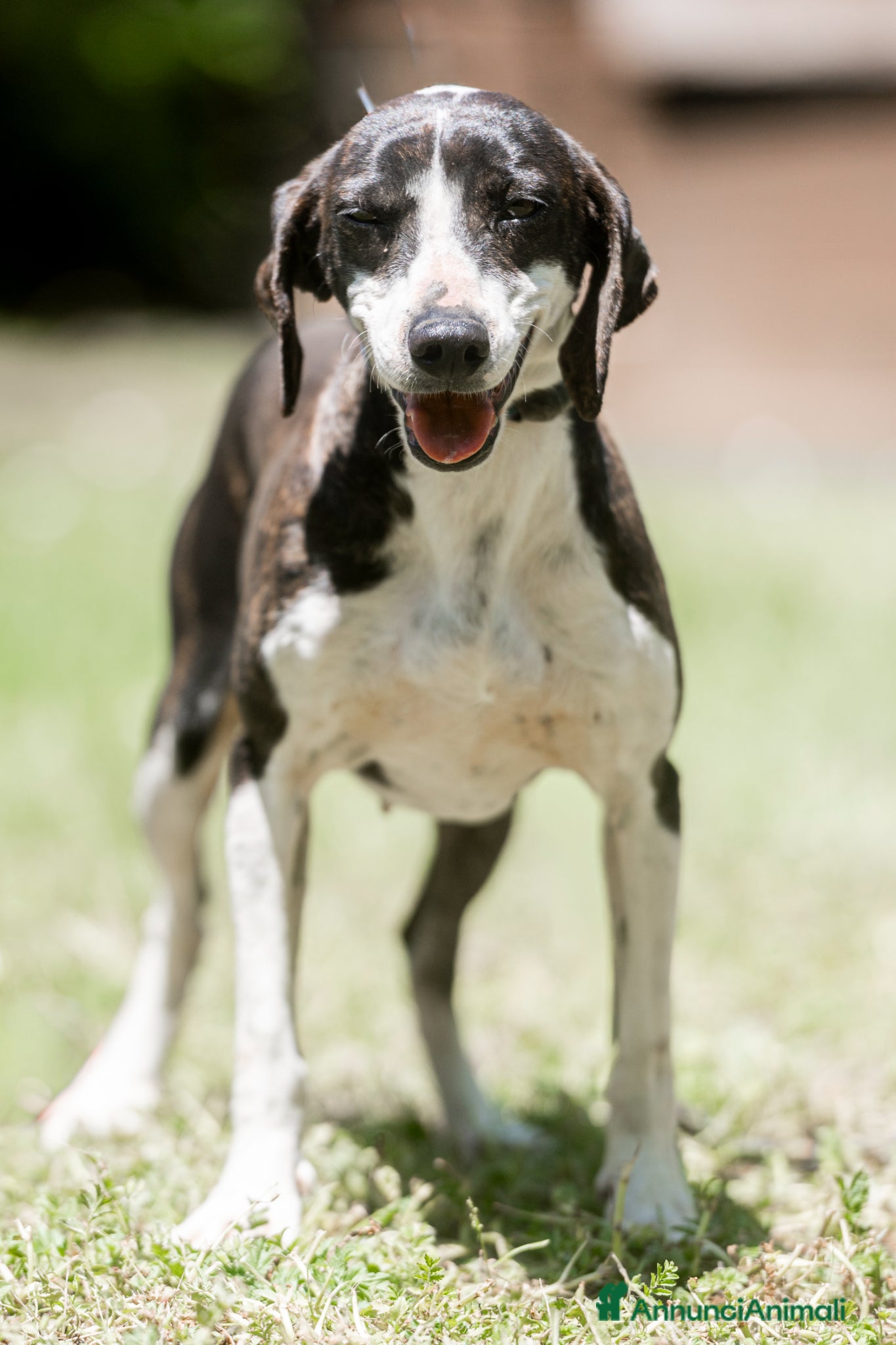 Meticcio cani LA DOLCE RUGHETTA HA BISOGNO DI UNA CASA - Annuncio 10