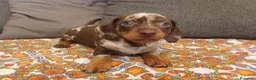 Bassotto cani in vendita: Bassotto Arlecchino maschio - Annuncio 6